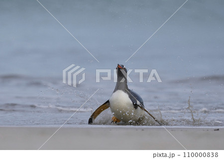 Gentoo Penguin coming ashore 110000838
