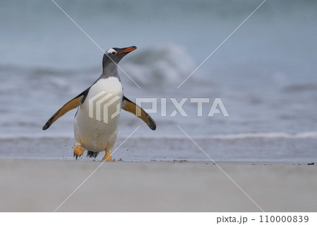 Gentoo Penguin coming ashore Gentoo Penguin coming ashore 110000839