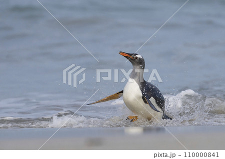Gentoo Penguin coming ashore Gentoo Penguin coming ashore 110000841