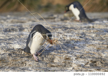 Rockhopper Penguin carrying nesting material Rockhopper Penguin carrying nesting material 110000892
