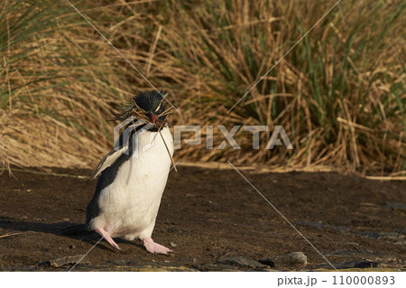 Rockhopper Penguin carrying nesting material Rockhopper Penguin carrying nesting material 110000893