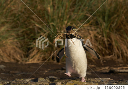 Rockhopper Penguin carrying nesting material Rockhopper Penguin carrying nesting material 110000896