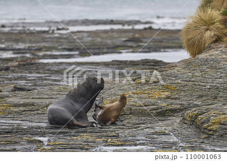 Southern Sea Lions 110001063