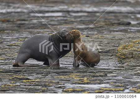 Southern Sea Lions 110001064
