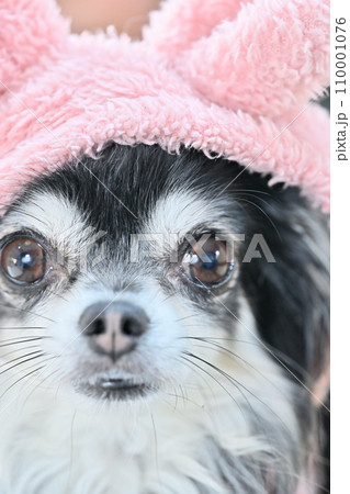 耳付きの帽子をかぶった笑顔が可愛いチワワのアップ 110001076
