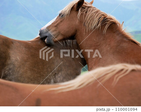 仲間の肩を甘噛みする馬　（熊本県阿蘇山） 110001094