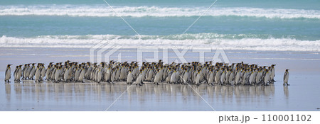 King Penguins on the Falkland Islands 110001102