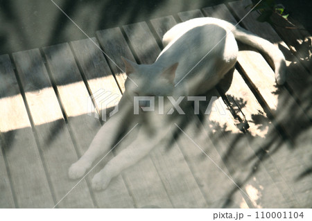 わが家を訪れ、長時間ゴロゴロしているきれいなノラの白猫 わが家を訪れ、長時間ゴロゴロしているきれいなノラの白猫 110001104