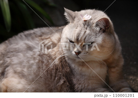 小鳥が散らした梅の花を頭に乗せたまま、まどろむ春の猫 小鳥が散らした梅の花を頭に乗せたまま、まどろむ春の猫 110001201