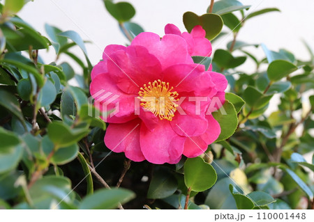 冬の庭に咲く赤い椿の花 110001448