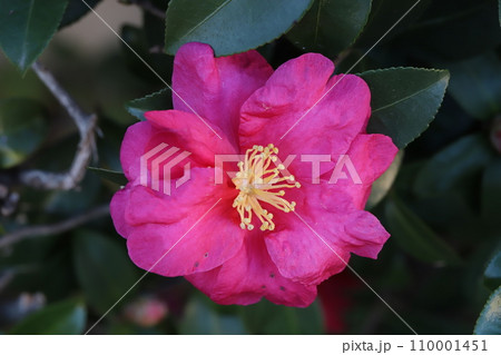 冬の庭に咲く赤い椿の花 冬の庭に咲く赤い椿の花 110001451