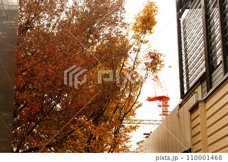 カラー　紅葉　植物　秋　公園　（2023年12月登録） 110001468