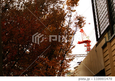 カラー　紅葉　植物　秋　公園　（2023年12月登録） 110001470