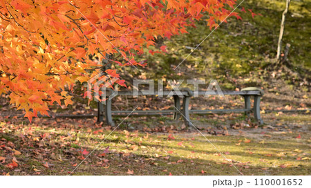 紅葉した大木のトンネル 110001652