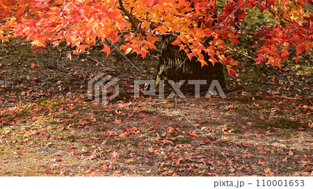 紅葉の落ち葉 110001653