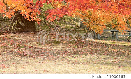 紅葉の落ち葉の道 紅葉の落ち葉の道 110001654