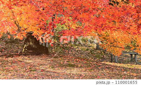 紅葉した大木の元 110001655