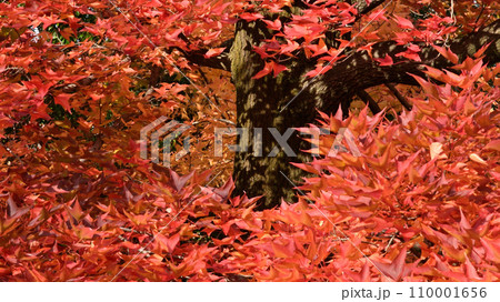 紅葉した大木 110001656