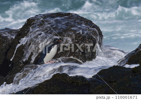 Rockhopper Penguin coming ashore Rockhopper Penguin coming ashore 110001671