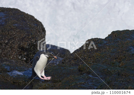 Rockhopper Penguin coming ashore Rockhopper Penguin coming ashore 110001674