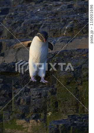 Rockhopper Penguin jumping 110001696