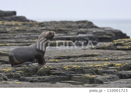 Male Southern Sea Lion  110001723