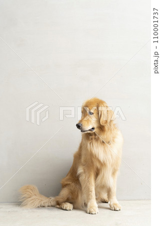 お座りする犬ゴールデンの写真素材 [110001737] - PIXTA
