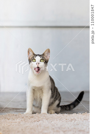 Cute cat licking his lips. Hungry cat pet waiting gourmet food, yummy concept 110001847