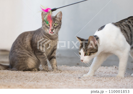 Funny cat playing toy indoor 110001853