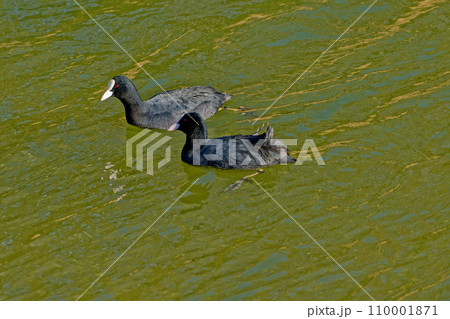 池を泳ぐクイナ科オオバン 池を泳ぐクイナ科オオバン 110001871