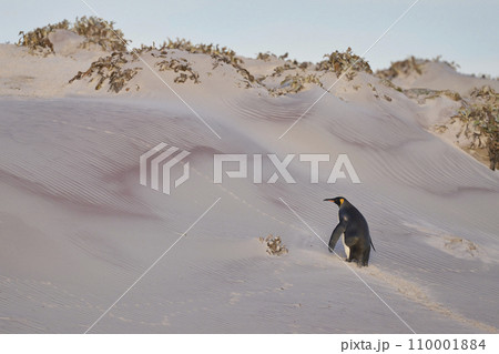 King Penguin  climbing a sand bank 110001884