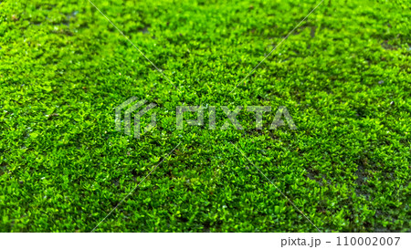 Close up green moss texture background Close up green moss texture background 110002007