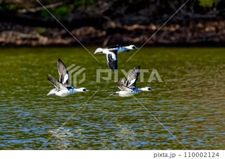 冬鳥カモ科ミコアイサの群れ 冬鳥カモ科ミコアイサの群れ 110002124