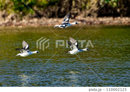 冬鳥カモ科ミコアイサの群れ 冬鳥カモ科ミコアイサの群れ 110002125