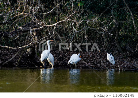日本最大級のサギ　サギ科ダイサギの群れ 110002149