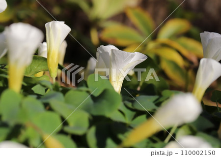 冬の庭に咲く白いフヨウカタバミの花 冬の庭に咲く白いフヨウカタバミの花 110002150