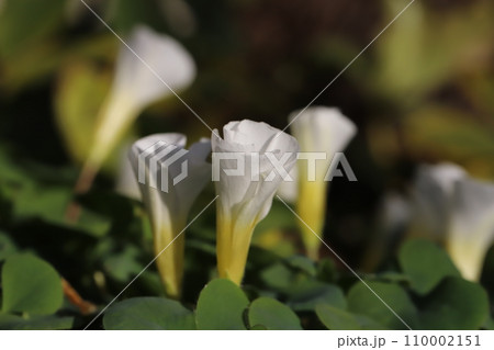 冬の庭に咲く白いフヨウカタバミの花 110002151