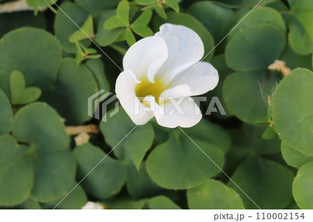 冬の庭に咲く白いフヨウカタバミの花 冬の庭に咲く白いフヨウカタバミの花 110002154