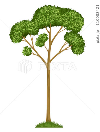 Stage of tree growth. Large tree growth with...のイラスト素材 [110002421] - PIXTA
