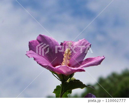 ムクゲの紫色の花 110002777