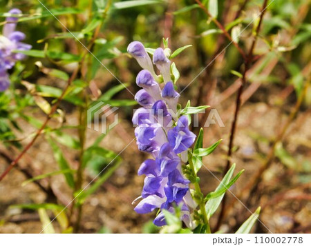 コガネバナの紫色の花 コガネバナの紫色の花 110002778