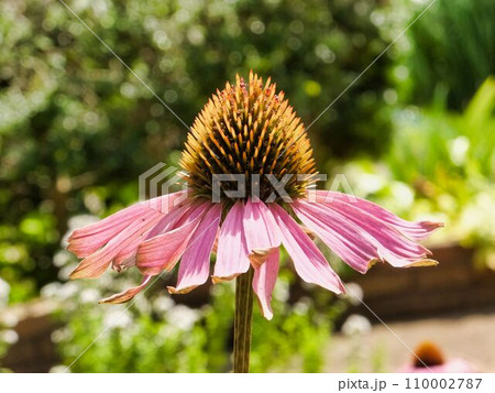 ムラサキバレンギクの花 ムラサキバレンギクの花 110002787