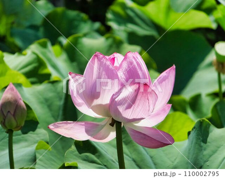ピンク色のハスの花 110002795