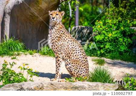 Sitting cheetah. Close-up view of big cat and the fastest land animal. 110002797