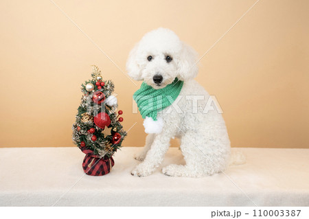 ベージュバックとクリスマスツリーと緑のマフラーをしたトイプードル ベージュバックとクリスマスツリーと緑のマフラーをしたトイプードル 110003387