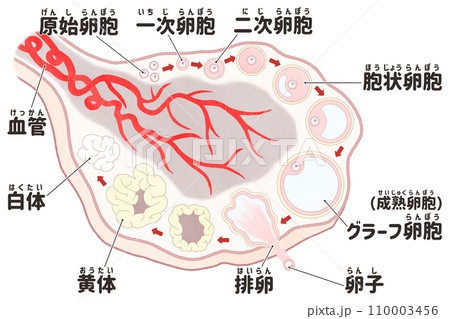 卵巣と卵胞の発育過程の日本語図解イラスト わかりやすい人体解剖図 卵巣と卵胞の発育過程の日本語図解イラスト わかりやすい人体解剖図 110003456