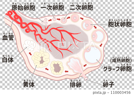 卵巢和卵泡發育過程的日本插圖。易於理解的人體解剖圖。 卵巢和卵泡發育過程的日本插圖。易於理解的人體解剖圖。 110003456