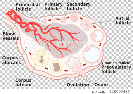 卵巢和卵泡發育過程英文圖解—簡單易懂的人體解剖圖 110003457