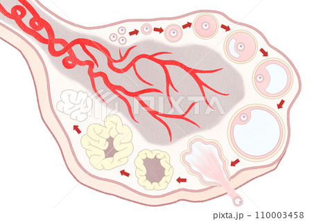 卵巣と卵胞の発育過程の図解イラスト わかりやすい人体解剖図 卵巣と卵胞の発育過程の図解イラスト わかりやすい人体解剖図 110003458