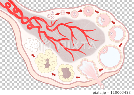 卵巣と卵胞の発育過程の図解イラスト わかりやすい人体解剖図 卵巣と卵胞の発育過程の図解イラスト わかりやすい人体解剖図 110003458